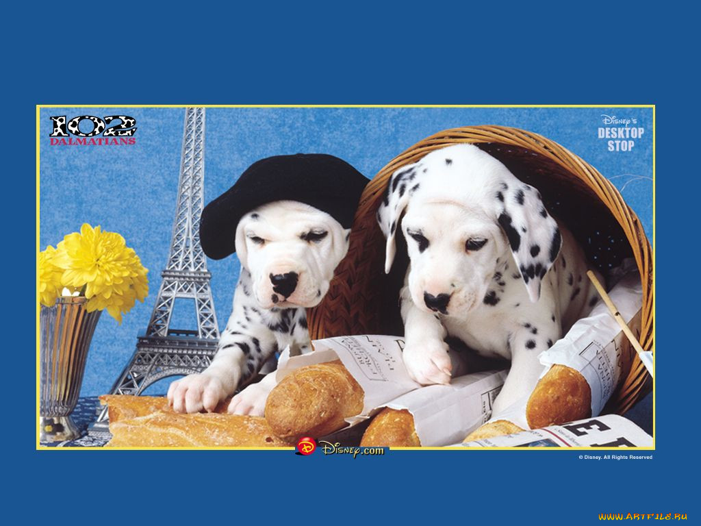 , 102, dalmatians